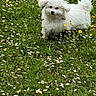 dog, white_dog, fluffy, grass, wildflowers, outdoor, nature, meadow, greenery, spring, summer, pet, animal, cute, small_dog, playing, field, flower, canine, fur