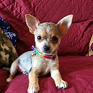 Phoebe is registered to the contest to win money with this photo: canidae, carnivore, chihuahua, companion_dog, corgi_chihuahua, dog, dog_breed, fawn, mammal, miniature_fox_terrier, puppy, rare_breed_dog, snout, toy_dog, vertebrate