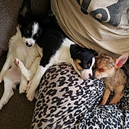 Ava joined the competition — help win amazing prizes! canidae, carnivore, chihuahua, companion_dog, corgi_chihuahua, danish_swedish_farmdog, dog, dog_breed, fawn, mammal, miniature_fox_terrier, puppy, puppy_love, rat_terrier, ratonero_bodeguero_andaluz, sporting_group, teddy_roosevelt_terrier, toy_dog, toy_fox_terrier, vertebrate