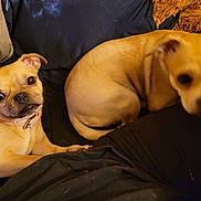 Neo is registered to the contest to win money with this photo: two_dogs, small_dog, tan_dog, couch, pillow, blanket, collar, pet_hair, close_up, portrait, eyes, nose, paw, whiskers, fur, indoor, sitting, cozy, cute, playful