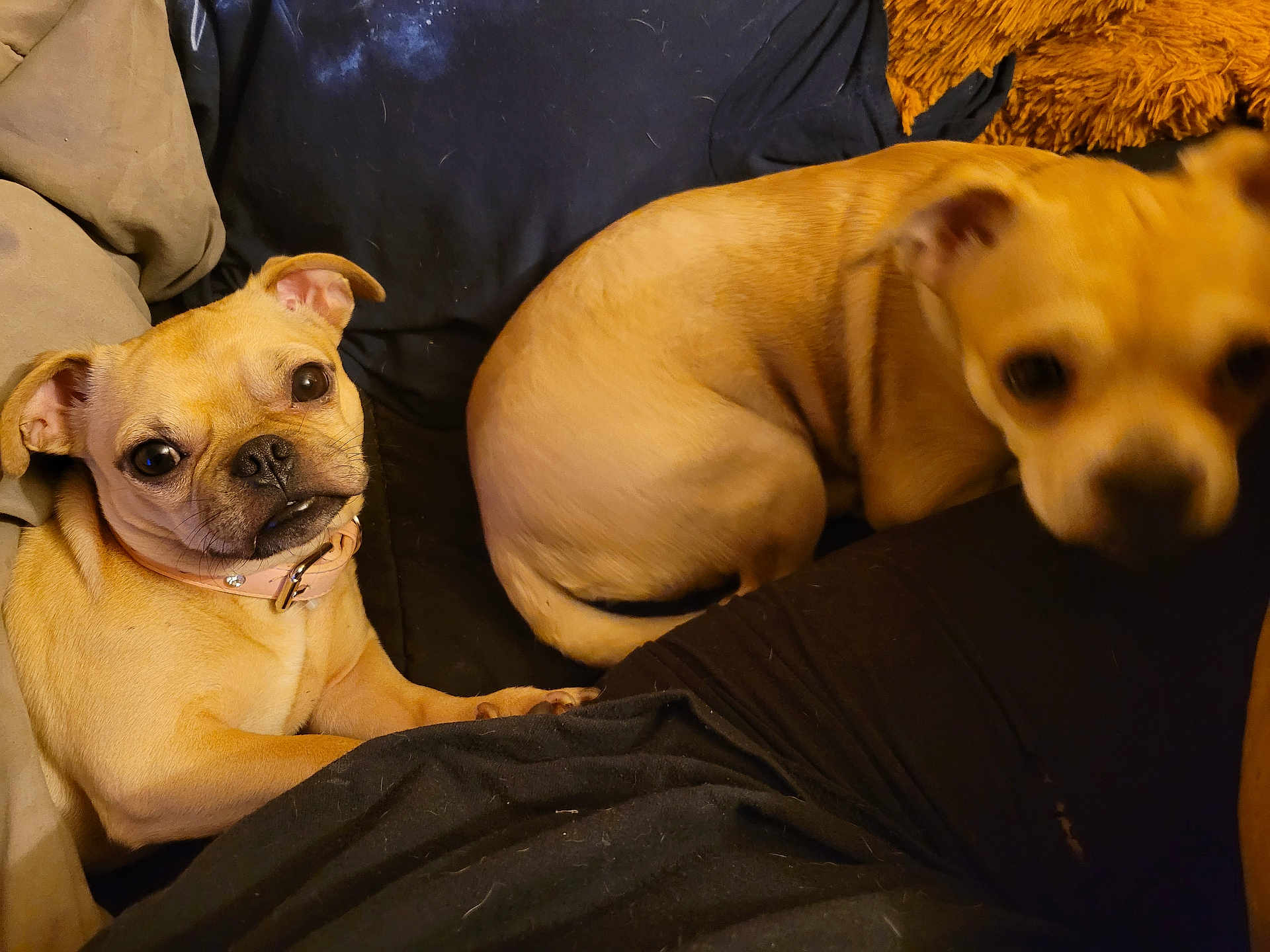 Neo is registered to the contest to win money with this photo: two_dogs, small_dog, tan_dog, couch, pillow, blanket, collar, pet_hair, close_up, portrait, eyes, nose, paw, whiskers, fur, indoor, sitting, cozy, cute, playful