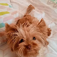 Cookie a rejoint le concours — aidez-le/la à gagner de superbes lots ! adorable, animal, bed, bedspread, canine, cute, dog, domestic_animal, fluffy, fur, furry, indoor, looking_up, lying_down, pattern, pet, pink_collar, puppy, small_dog, young_dog