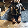 Ashka participe au concours pour gagner de l'argent avec cette photo : animal, black, boots, brown, chewing, curious, cute, dog, ears, floor, fur, indoor, legs, mat, pet, puppy, resting, snout, tile, young