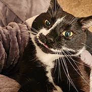 Binx joined the competition — help win amazing prizes! cat, tuxedo_cat, black_and_white, closeup, pet, whiskers, green_eyes, tongue_out, blanket, cozy, indoor, cute, feline, fur, resting, snuggle, soft_texture, relaxed, animal, companion