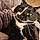Binx