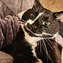 cat, tuxedo_cat, black_and_white, closeup, pet, whiskers, green_eyes, tongue_out, blanket, cozy, indoor, cute, feline, fur, resting, snuggle, soft_texture, relaxed, animal, companion