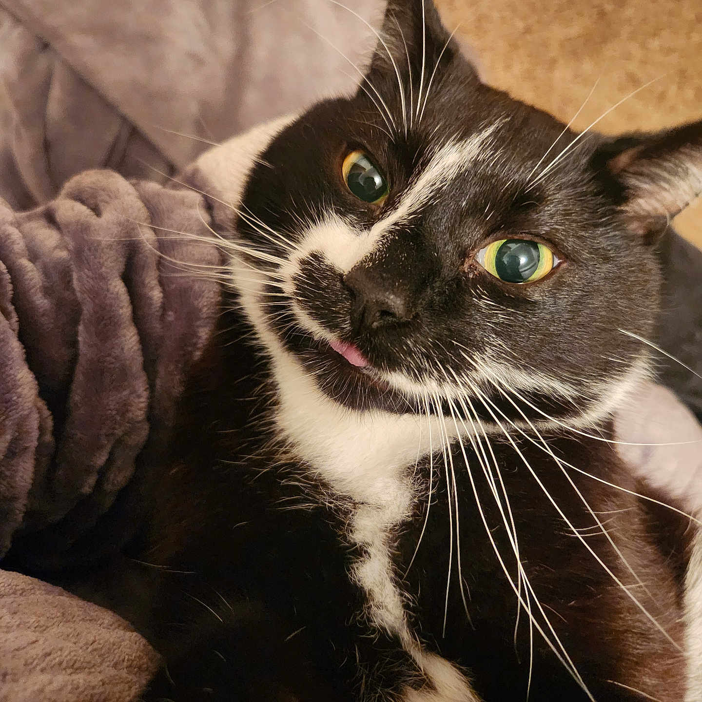 Binx joined the competition — help win amazing prizes! animal, black_and_white, blanket, cat, closeup, companion, cozy, cute, feline, fur, green_eyes, indoor, pet, relaxed, resting, snuggle, soft_texture, tongue_out, tuxedo_cat, whiskers
