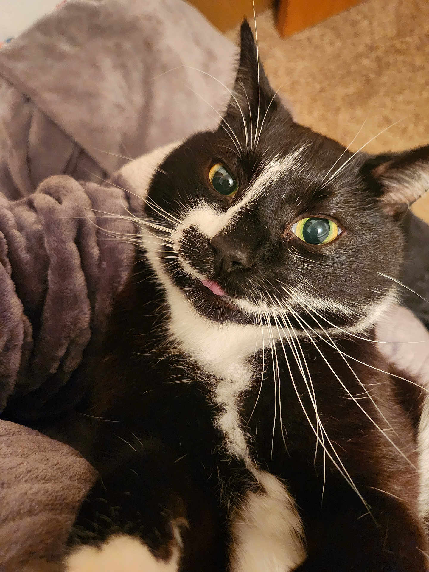 Binx joined the competition — help win amazing prizes! cat, tuxedo_cat, black_and_white, closeup, pet, whiskers, green_eyes, tongue_out, blanket, cozy, indoor, cute, feline, fur, resting, snuggle, soft_texture, relaxed, animal, companion
