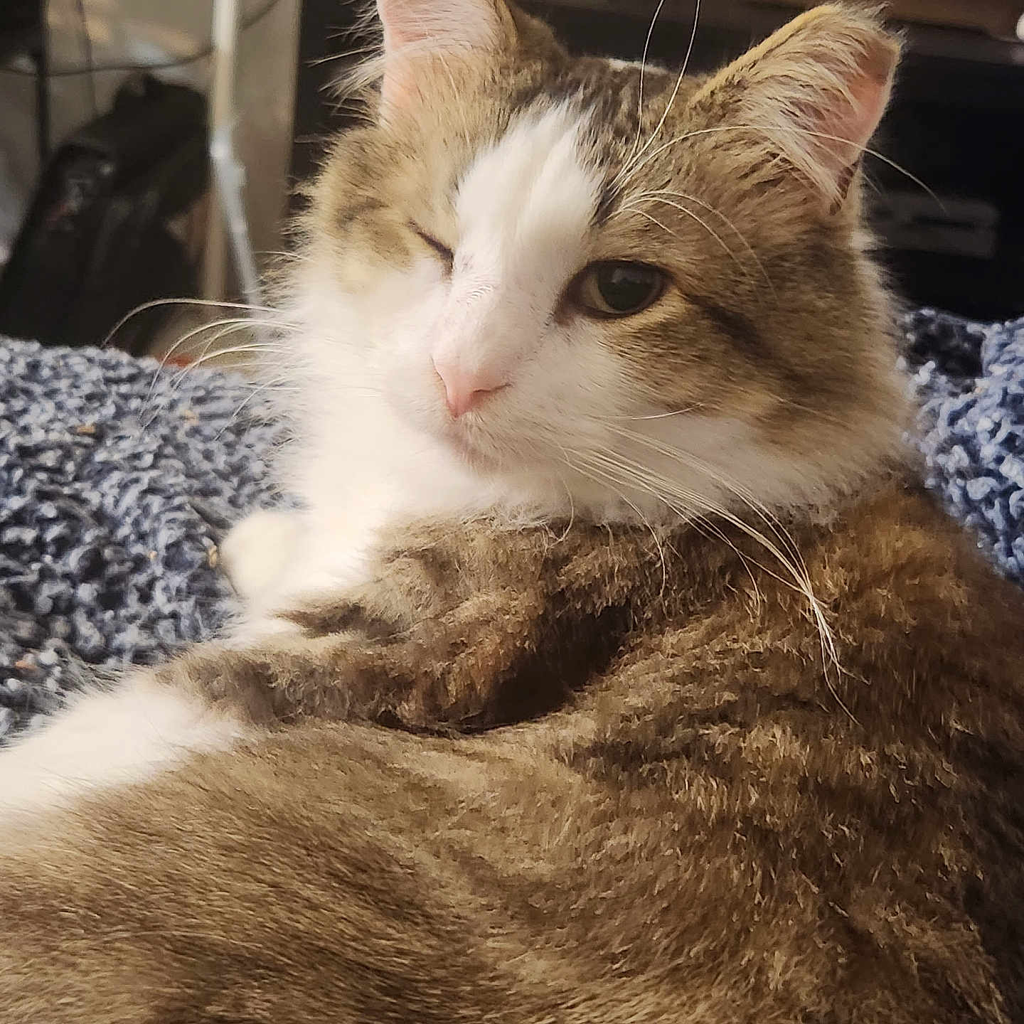 Miki is registered to the contest to win money with this photo: animal, blanket, brown, cat, closeup, cozy, cute, domestic, feline, fluffy, fur, indoor, knitted, pet, pink_nose, relaxed, resting, whiskers, white, winking