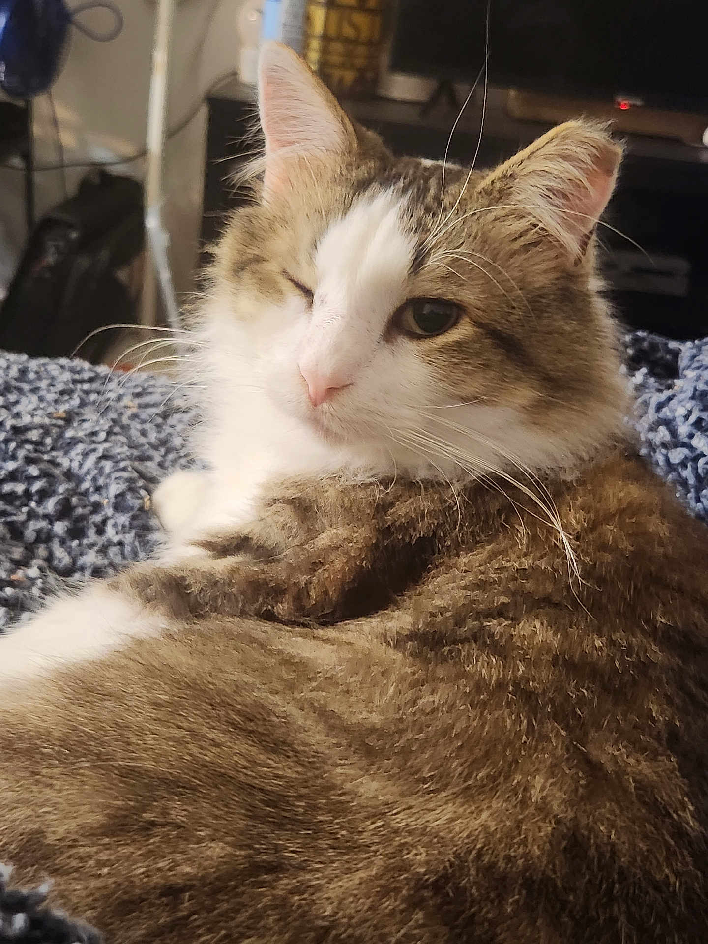 Miki is registered to the contest to win money with this photo: cat, fluffy, winking, indoor, blanket, knitted, cozy, relaxed, pet, fur, whiskers, animal, cute, closeup, brown, white, pink_nose, resting, domestic, feline