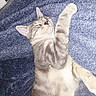 Roxy joined the competition — help win amazing prizes! animal, blanket, blue_blanket, cat, comfort, cozy, cute, domestic_cat, feline, fur, indoor, nap, paw, peaceful, pet, relaxation, resting, sleeping, soft_texture, tabby
