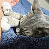 Roxy is registered to the contest to win money with this photo: animal, blue_blanket, cat, close_up, companion, cozy, cute, feline, friendship, fur, human_arm, indoor, paw, pet, relaxation, resting, sleeping, soft_texture, tabby_cat, whiskers
