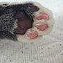 cat, paw, fur, pet, animal, closeup, pink_pads, black_pads, soft, cute, texture, whiskers, claws, resting, feline, mammal, domestic, cozy, detail, macro