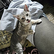 Roxy is registered to the contest to win money with this photo: blanket, cat, clothing, cozy, curious, cushion, cute, fabric, floor, fur, gray_tabby, indoor, leg, pattern, paw, person, pet, resting, whiskers, wide_eyes