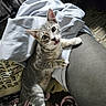 blanket, cat, clothing, cozy, curious, cushion, cute, fabric, floor, fur, gray_tabby, indoor, leg, pattern, paw, person, pet, resting, whiskers, wide_eyes
