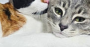 Roxy joined the competition — help win amazing prizes! affection, animal, bed, calico_cat, cat, cats, close_up, companions, cozy, cute, ears, eyes, feline, fur, hugging, indoor, pet, resting, tabby_cat, whiskers