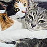 affection, animal, bed, calico_cat, cat, cats, close_up, companions, cozy, cute, ears, eyes, feline, fur, hugging, indoor, pet, resting, tabby_cat, whiskers