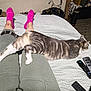 Roxy is registered to the contest to win money with this photo: cat, person, legs, pink_socks, green_pants, bed, blanket, remote_control, carpet, indoor, gray_tabby, striped_cat, resting, relaxing, living_room, patterned_carpet, electronics, furniture, cozy, casual