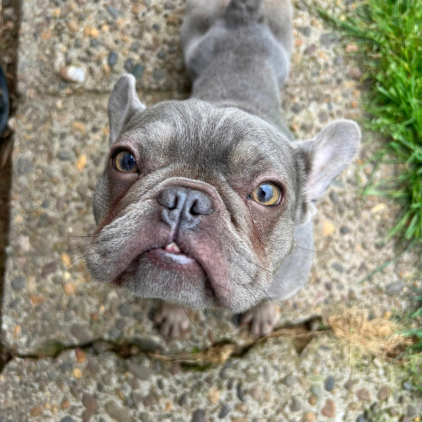 Sophia