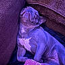 Sophia is registered to the contest to win money with this photo: dog, puppy, sleeping, purple, cushion, cozy, relaxed, indoor, pet, fur, cute, comfort, rest, mammal, animal, small_dog, snuggle, nap, portrait, canine