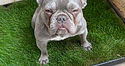 Sophia joined the competition — help win amazing prizes! dog, french_bulldog, pet, animal, grass, artificial_grass, corner, concrete, outdoor, expression, sitting, ears, fur, cute, portrait, small_dog, paw, face, snout, wall