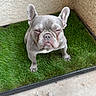 dog, french_bulldog, pet, animal, grass, artificial_grass, corner, concrete, outdoor, expression, sitting, ears, fur, cute, portrait, small_dog, paw, face, snout, wall