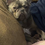 Sophia joined the competition — help win amazing prizes! dog, french_bulldog, pet, sleepy, couch, blanket, indoor, cozy, brown, fur, ears, face, paw, resting, closeup, comfort, animal, home, relaxed, snuggled
