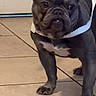 Sophia joined the competition — help win amazing prizes! dog, french_bulldog, pet, animal, indoor, floor, tile, white_harness, ears, face, legs, paws, curious, standing, brown, black, short_hair, companion, domestic, cute