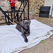 Balto participe au concours pour gagner de l'argent avec cette photo : puppy, dog, cushion, floor, toy, indoor, stone_wall, vase, dried_plants, nutcracker, wooden_floor, pet, resting, gray_dog, blanket, playful, cozy, home, decor, furniture