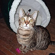 Tigger joined the competition — help win amazing prizes! cat, tabby_cat, pet_bed, wooden_floor, toy, pink_spring_toy, indoor, animal, feline, whiskers, ears, curious, sitting, looking_up, closeup, striped_fur, domestic_cat, house_pet, playful, cozy