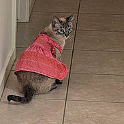 Candy joined the competition — help win amazing prizes! animal, cat, clothing, curious, cute, domestic_cat, dress, ears, fashion, fur, hallway, indoor, looking_back, mammal, pet, red, side_view, tail, tiled_floor, whiskers