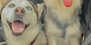 Nezuko N Inosuke is registered to the contest to win money with this photo: animal, bag, bodypart, canine, dog, eskimodog, husky, mouth, nature, outdoors, person, pet, puppy, snout, snow, teeth, tongue