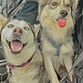 animal, bag, bodypart, canine, dog, eskimodog, husky, mouth, nature, outdoors, person, pet, puppy, snout, snow, teeth, tongue