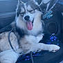 Nezuko N Inosuke is registered to the contest to win money with this photo: alloywheel, animal, bodypart, canine, car, car_interior, carseat, carwheel, dog, eskimodog, husky, machine, mouth, pet, puppy, spoke, tire, transportation, vehicle, wheel