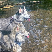 Nezuko N Inosuke joined the competition — help win amazing prizes! animal, bodypart, canine, dog, face, grass, head, husky, mouth, nature, outdoors, person, pet, photography, plant, portrait, puppy, rock, tongue, water