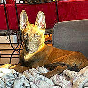 Ayrton a rejoint le concours — aidez-le/la à gagner de superbes lots ! blanket, brown_fur, canine, chair, couch, cozy, dog, domestic, ears_up, furniture, home, indoor, looking, pet, puppy, red_tablecloth, relaxing, resting, sunlight, table