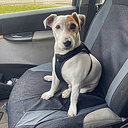 Mooky participe au concours pour gagner de l'argent avec cette photo : animal, brown_patch, building, car_seat, closeup, companion, cute, daylight, dog, domestic_animal, harness, leash, looking_at_camera, parking_lot, pet, seatbelt, sitting, vehicle_interior, white_dog, window
