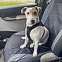animal, brown_patch, building, car_seat, closeup, companion, cute, daylight, dog, domestic_animal, harness, leash, looking_at_camera, parking_lot, pet, seatbelt, sitting, vehicle_interior, white_dog, window