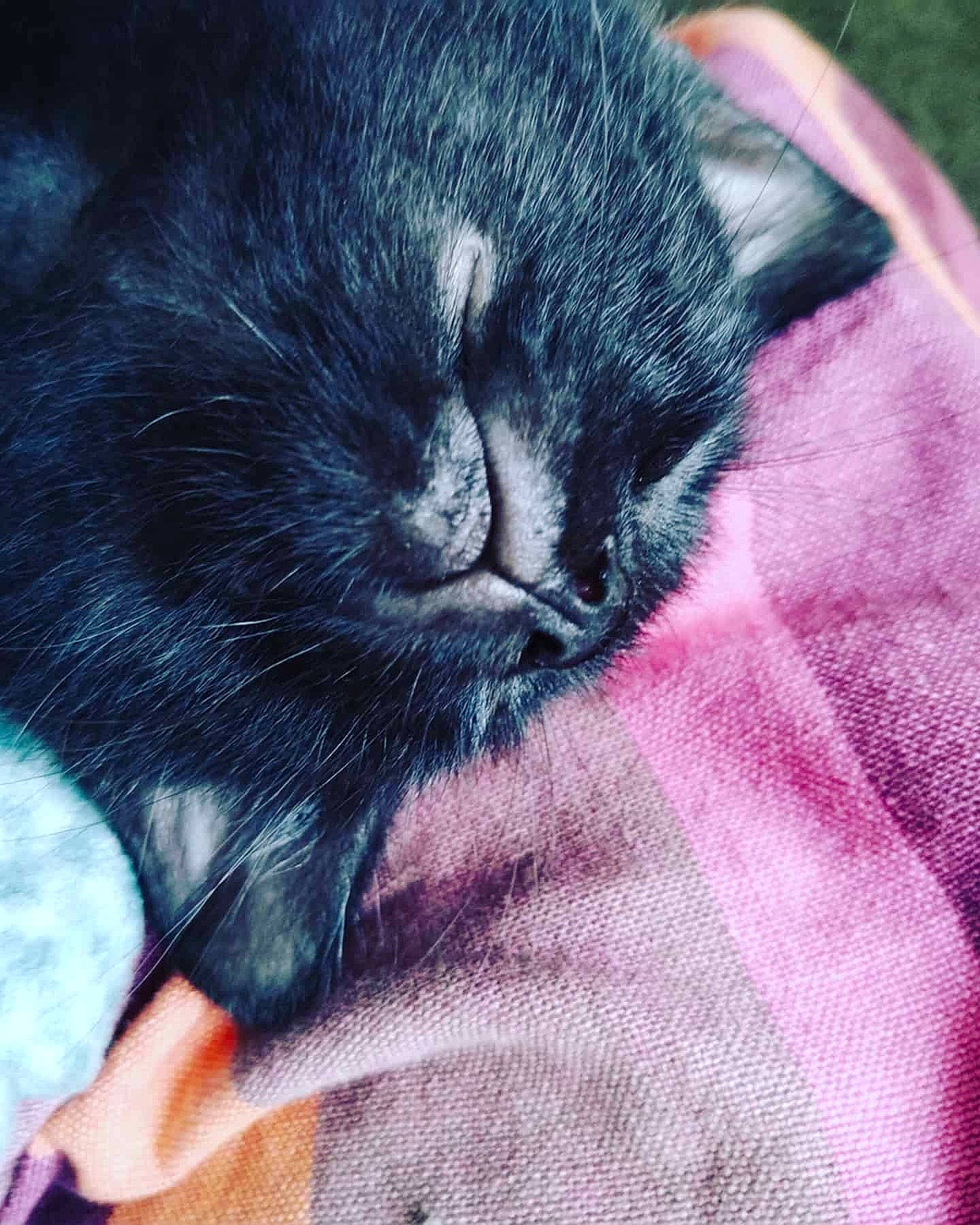 Aria a rejoint le concours — aidez-le/la à gagner de superbes lots ! black_cat, carnivore, cat, ear, felidae, fur, kitten, nap, nose, polydactyl_cat, sleep, small_to_medium_sized_cats, snout, whiskers