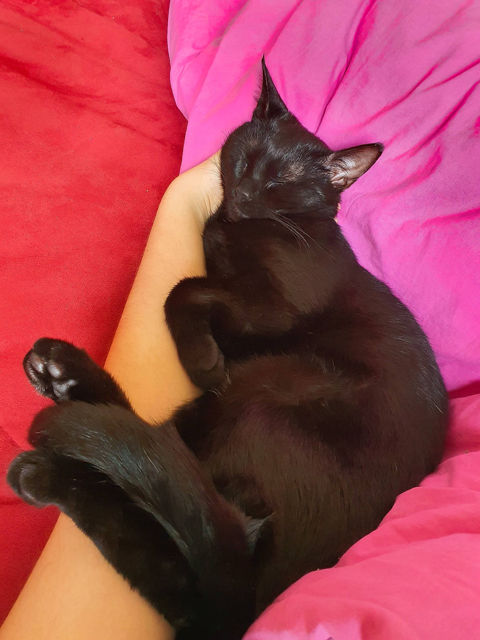 Aria a rejoint le concours — aidez-le/la à gagner de superbes lots ! asian, black, black_cat, bombay, burmese, carnivore, cat, claw, domestic_short_haired_cat, felidae, finger, hand, havana_brown, korat, leg, paw, pink, russian_blue, small_to_medium_sized_cats, whiskers