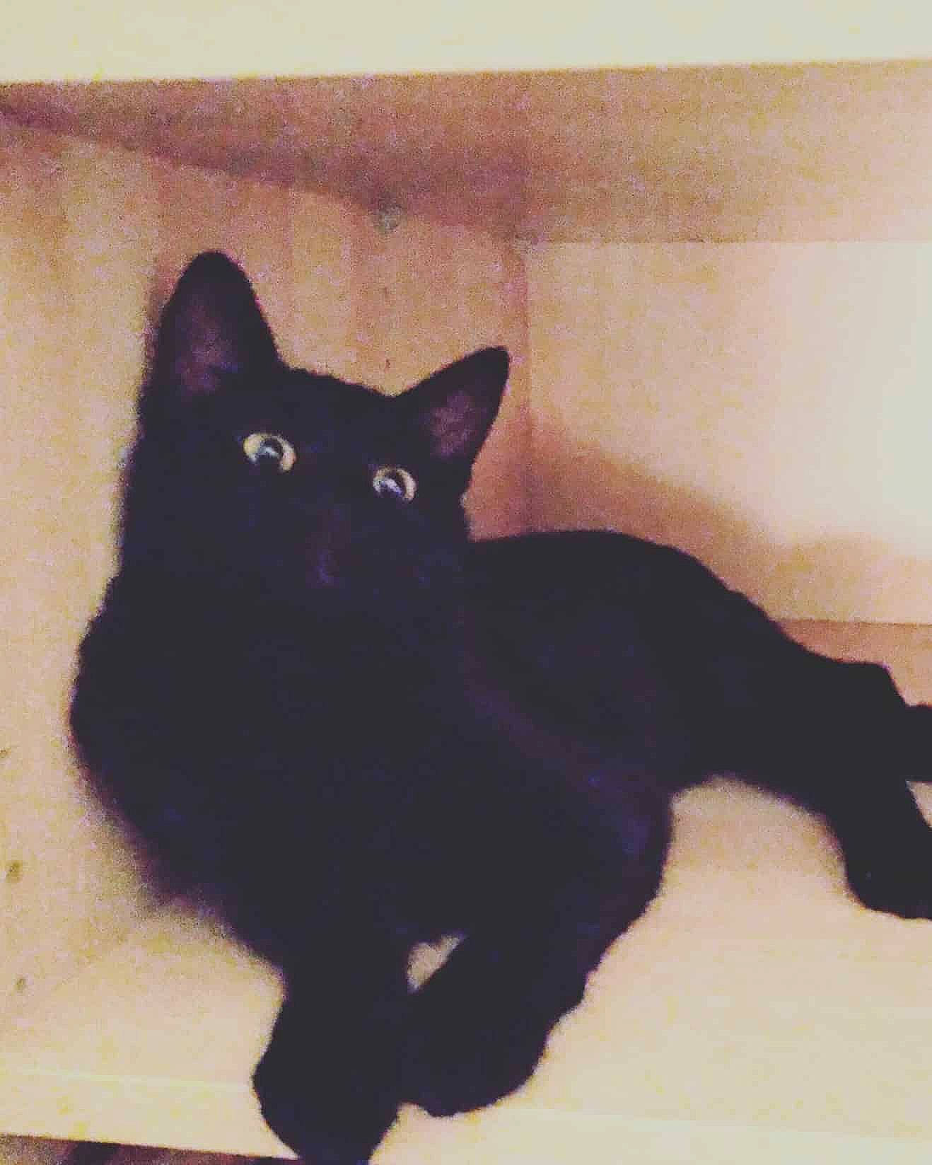 Bran participe au concours pour gagner de l'argent avec cette photo : asian, black, black_cat, bombay, carnivore, cat, domestic_short_haired_cat, felidae, small_to_medium_sized_cats, tail, whiskers