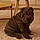 Raoul