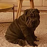puppy, dog, shar_pei, wrinkles, carpet, indoor, furniture, stool, table, pet, cute, sitting, animal, young, fur, floor, home, cozy, brown, small