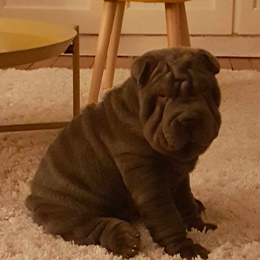Raoul participe au concours pour gagner de l'argent avec cette photo : puppy, dog, shar_pei, wrinkles, carpet, indoor, furniture, stool, table, pet, cute, sitting, animal, young, fur, floor, home, cozy, brown, small