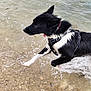 dog, black_and_white, water, splash, wet, harness, shore, sand, playful, animal, outdoor, motion, energetic, pet, canine, nature, summer, active, running, beach