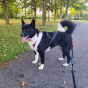 Valka participe au concours pour gagner de l'argent avec cette photo : animal, black_and_white, canine, daylight, dog, grass, happy, harness, leash, nature, outdoor, park, path, pavement, pet, summer, tail, tongue_out, trees, walking