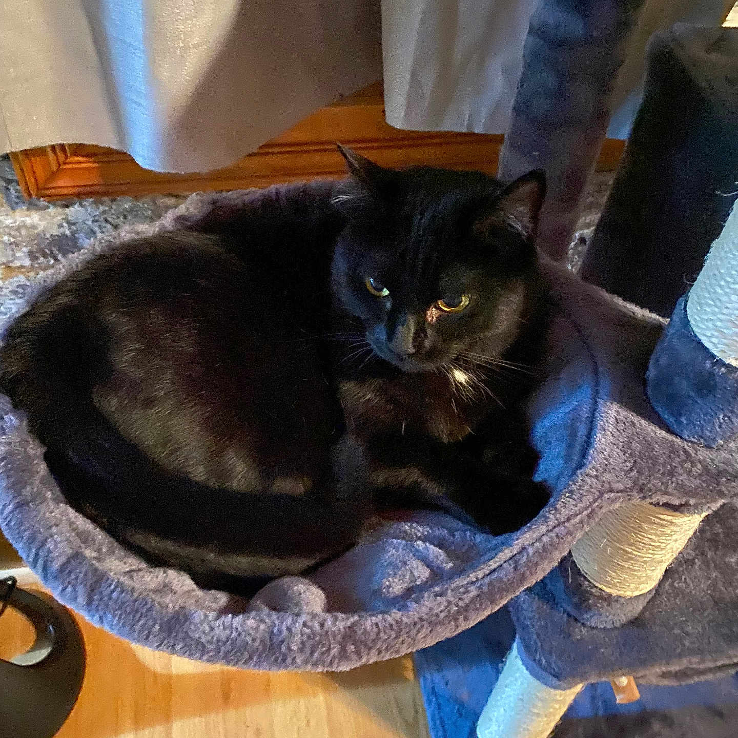 Roxy is registered to the contest to win money with this photo: animal, black_cat, cat, cat_tree, cozy, domestic_animal, ears, eyes, floor, fur, furniture, hammock, home, indoor, pet, purple, relaxed, resting, whiskers, wooden_floor
