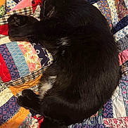 Roxy joined the competition — help win amazing prizes! cat, black_cat, sleeping, quilt, patchwork, fabric, cozy, indoor, pet, fur, resting, animal, cute, domestic_cat, bedspread, soft, relaxing, whiskers, paw, quiet
