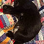 cat, black_cat, sleeping, quilt, patchwork, fabric, cozy, indoor, pet, fur, resting, animal, cute, domestic_cat, bedspread, soft, relaxing, whiskers, paw, quiet