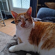 Roukie a rejoint le concours — aidez-le/la à gagner de superbes lots ! animal, blanket, cat, cozy, cute, domestic_cat, door, floor, fur, furniture, home, indoor, mammal, orange_cat, pet, relaxed, resting, tile_floor, white_cat, window